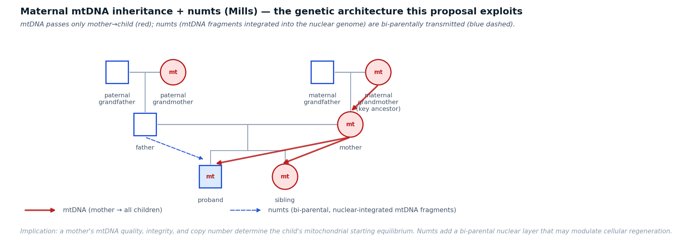 Three-generation pedigree showing mtDNA passing only through the maternal line in red, and numts integrating bi-parentally in blue dashed lines.