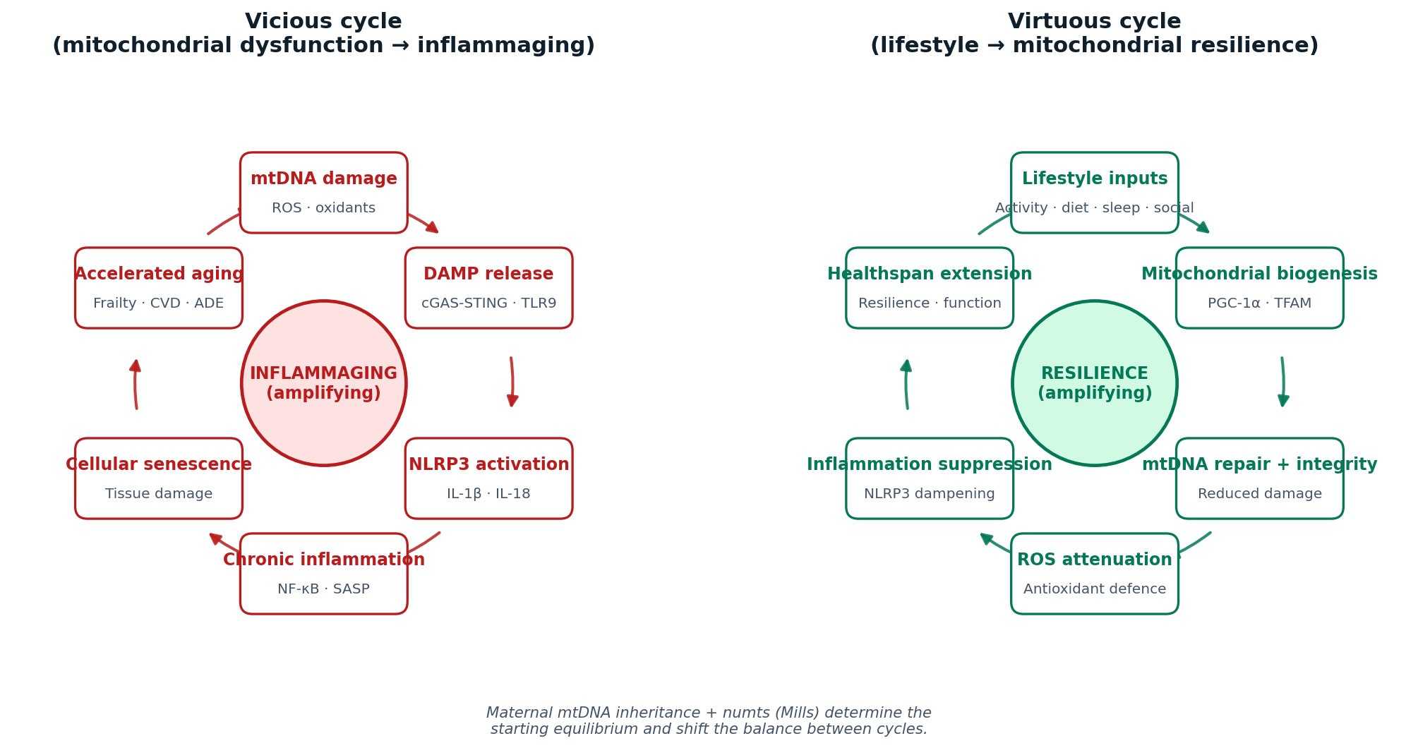 Side-by-side cycle diagrams: vicious cycle of mitochondrial dysfunction → inflammaging on the left, virtuous cycle of lifestyle → mitochondrial resilience on the right.